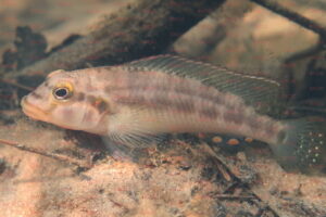 Orthochromis gecki - Foto: Frederic Schedel