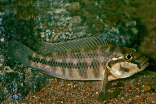 Orthochromis stormsi - Foto Wolfgang Staeck