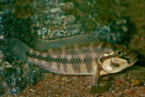 Orthochromis stormsi - Foto: Wolfgang Staeck