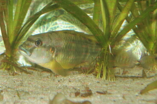 Orthochromis torrenticula - Foto Frederic Schedel