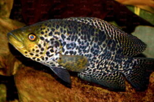 parachromis managuensis foto michael pilack-dcg-cichlidenverzeichnis-nord-mittelamerika