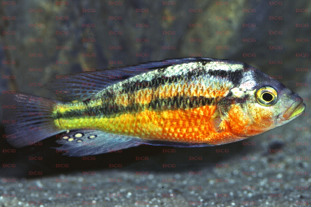 Paralabidochromis