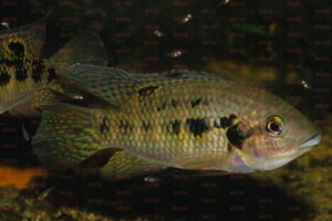 Pelmatochromis nigrofasciatus - Foto: Anton Lamboj