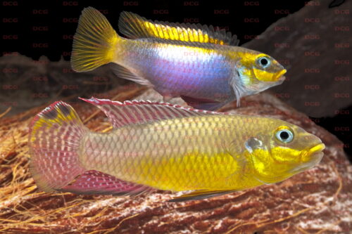 Pelvicachromis kribensis - Foto Roland Schreiber