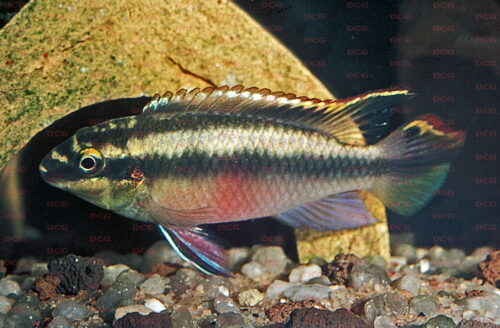 Pelvicachromis pulcher - Foto Erwin Schraml