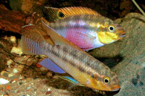 Pelvicachromis silviae - Foto Uwe Werner