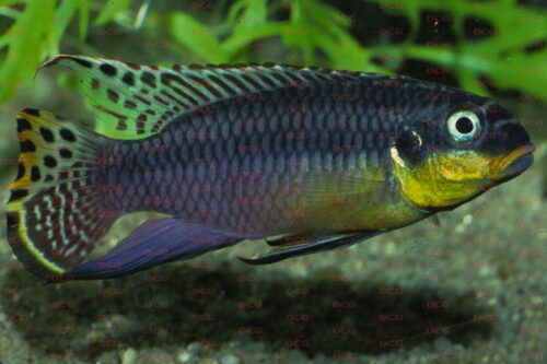 Pelvicachromis taeniatus - Foto Anton Lamboj