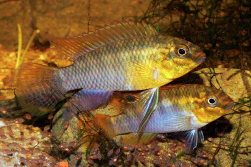 Pelvichachromis silviae - Foto Uwe Werner