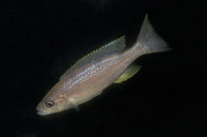 Perissodus microlepis - Foto: Heinz Büscher