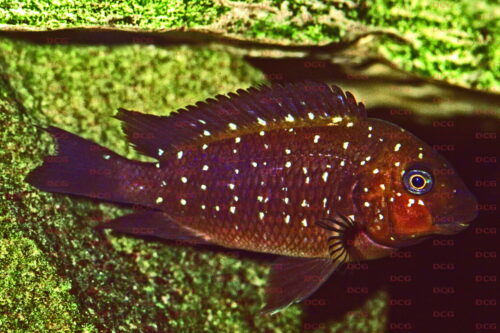 Petrochromis trewavasae - Foto Harald Rosentritt