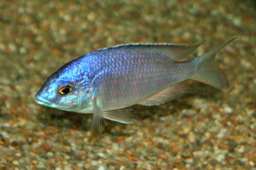 Placidochromis electra - Foto Dieter Hohl