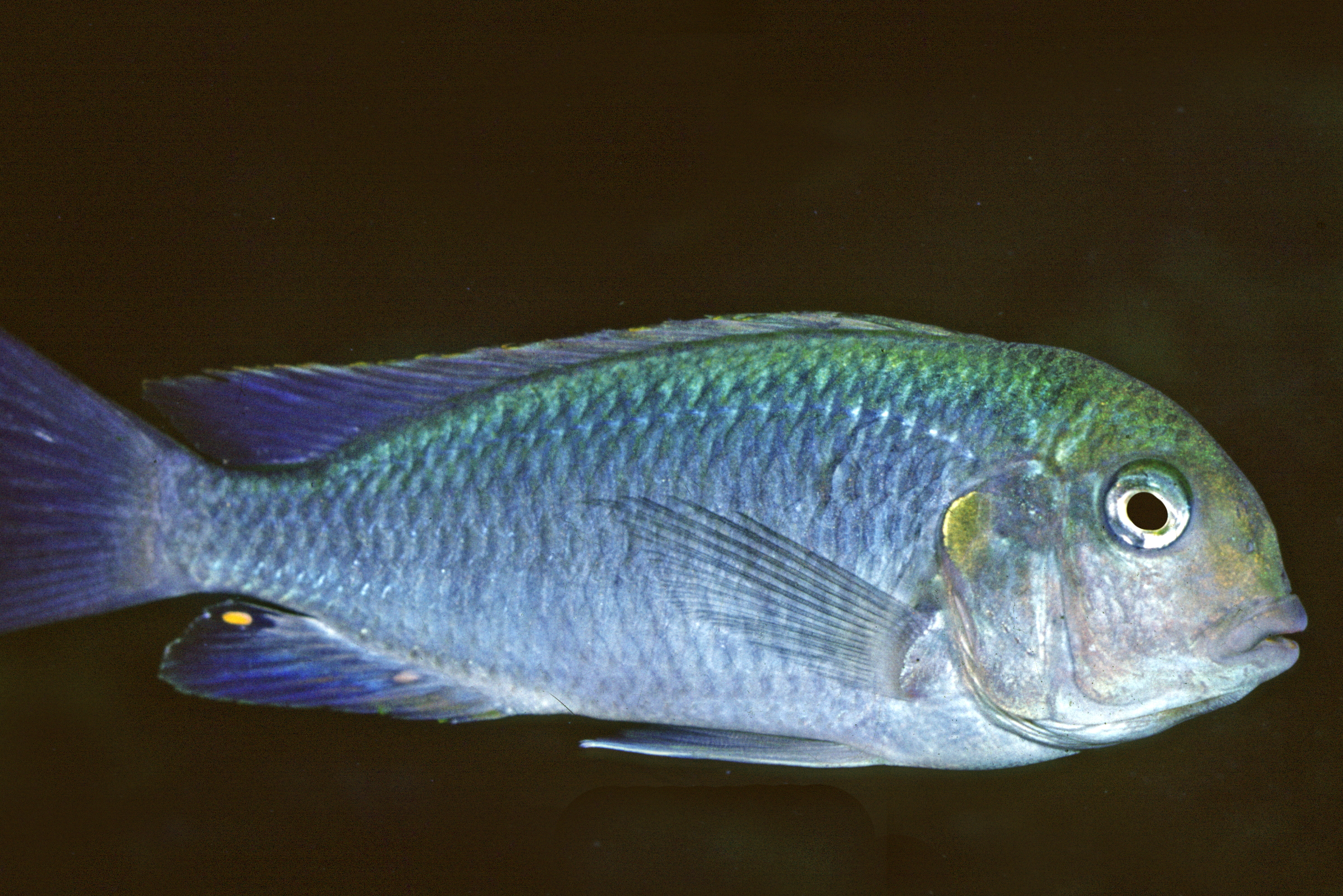 Pseudosimochromis