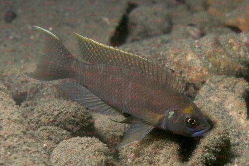 Reganochromis calliurus - Foto Heinz Büscher