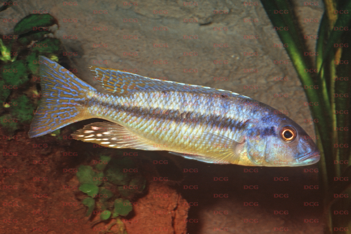 Taeniochromis