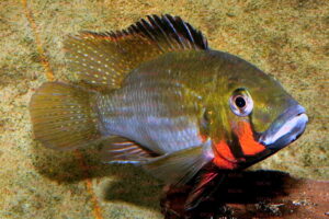 Thoracochromis brauschi - Foto: Uwe Werner