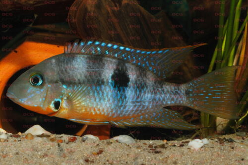 Thorichthys affinis - Foto Eckhard Schreiber