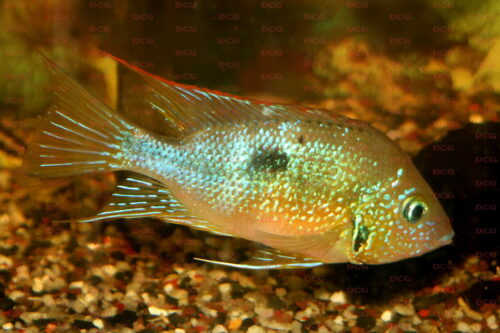 Thorichthys aureus - Foto Dieter Hohl