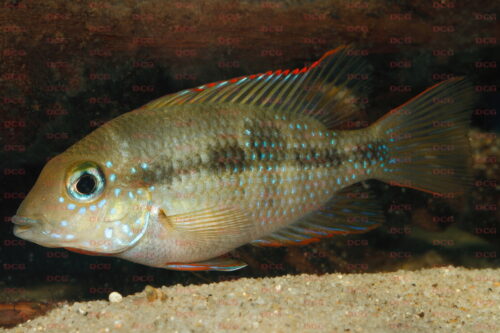 Thorichthys callolepis - Foto Eckhard Schreiber