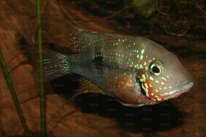 Thorichthys ellioti - Foto: Eckhard Schreiber