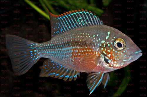 Thorichthys maculipinnis - Foto Wolfgang Staeck