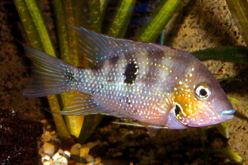 Thorichthys panchovillai - Foto Uwe Werner