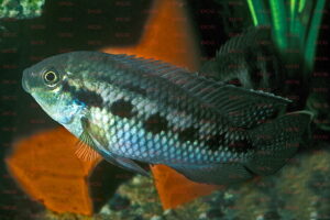 Thysochromis ansorgii - Foto: Erwin Schraml