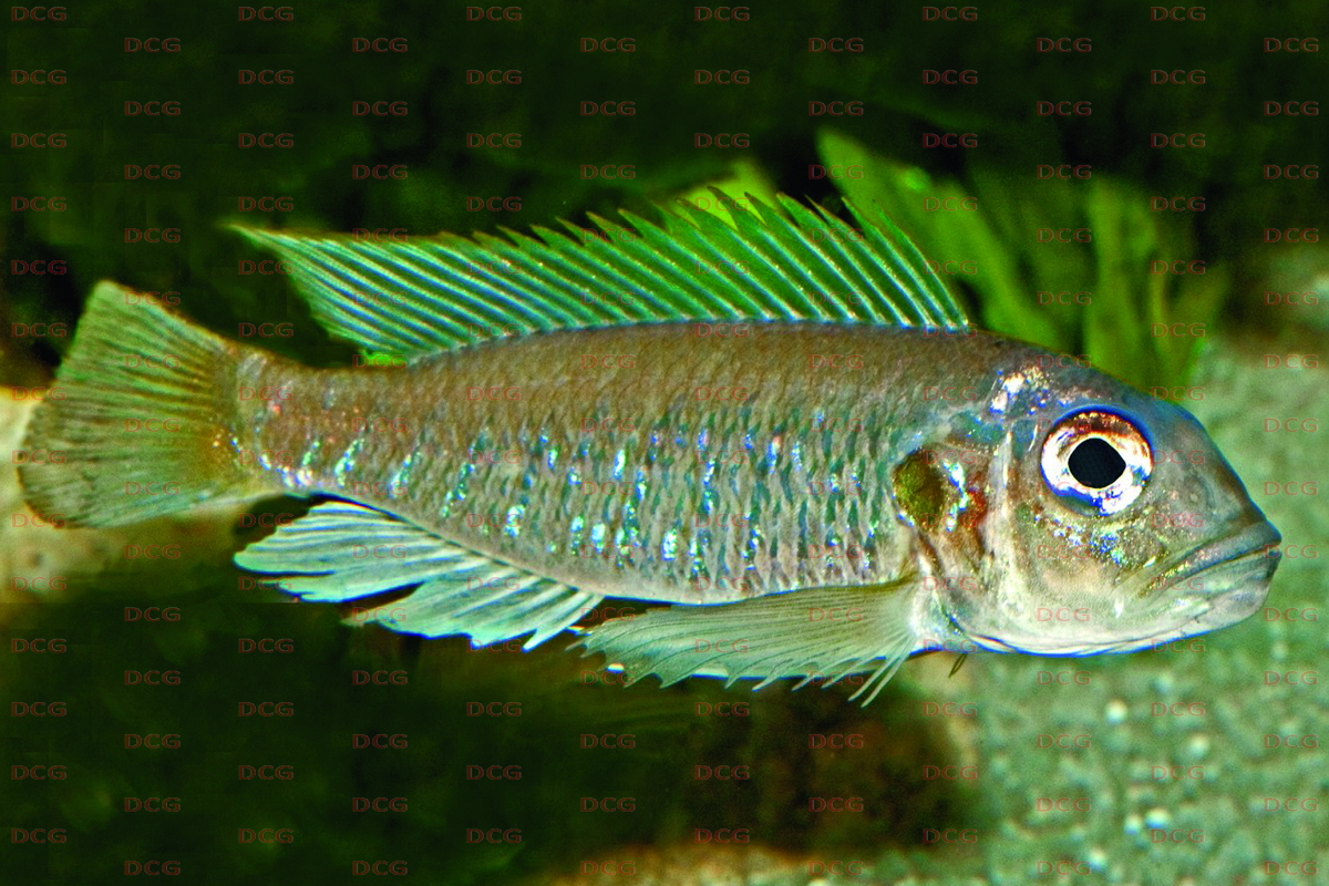 Triglachromis