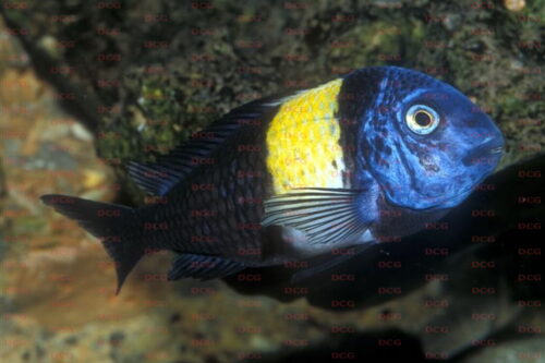 Tropheus duboisi Maswa - Foto Frank Schneidewind