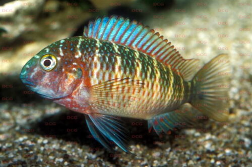 tropheus-kasabe-lufubu-foto-frank-schneidewind