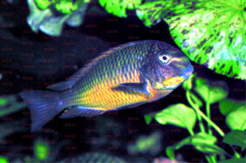 Tropheus moori Kachese - Foto Wolfgang Staeck