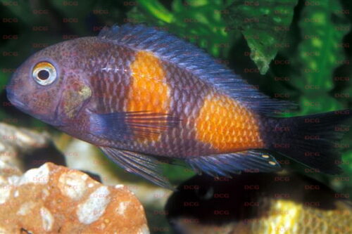 Tropheus sp. aff. moori Bulu Point - Foto Frank Schneidewind