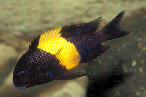 Tropheus sp. aff. moori Kiriza - Foto Frank Schneidewind