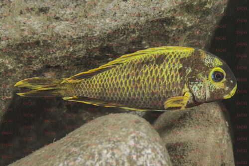 Tropheus sp. crescentic kushangaza halembe - Foto Magnus u. Mikael Karlsson