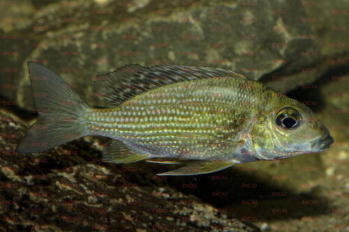 Tylochromis intermedius - Foto Michel Keijman