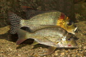 Tylochromis cf lateralis - Foto: Michel Keijmann