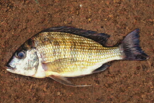 Tylochromis sp. Moko - Foto Michel Keijman