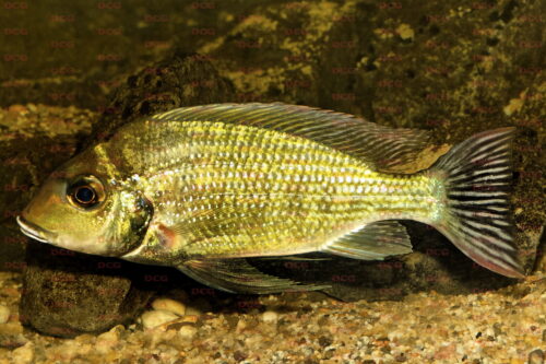 Tylochromis sudanensis - Foto Michel Keijman