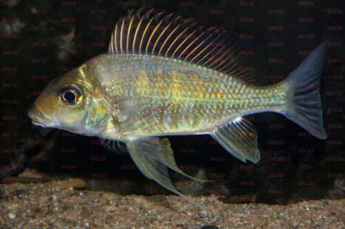 Tylochromis trewavasae - Foto Michel Keijman