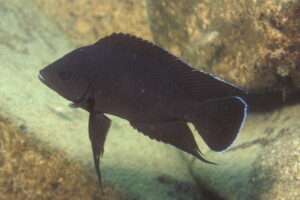 Variabilichromis moorii - Foto: Heinz Büscher