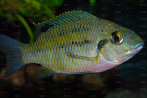 Congoilapia bilineata - Foto Anton Lamboj