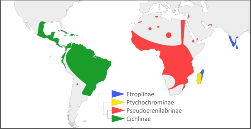 geographische Verbreitung der 4 Unterfamilien der Cichliden