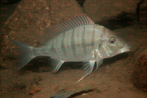 tylochromis polylepis foto heinz buescher