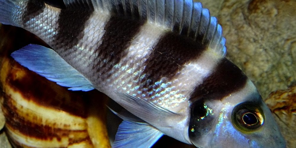 Region Berlin – Vorstandswahlen