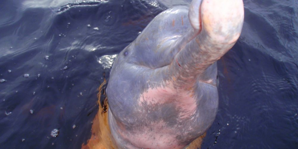 Region OWL – Videokonferenz: Harald Rosentritt „Mit JBL in Brasilien – Rio Negro und nördliches Pantanal“