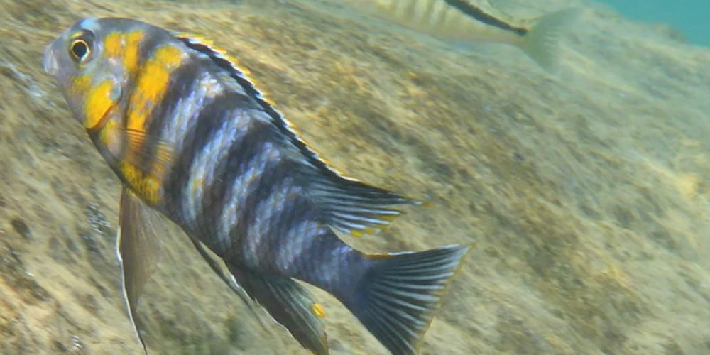 Videokonferenz der DCG-Region OWL am 11.5.21 um 19:30 – Pierdzig, Reise an den Malawisee