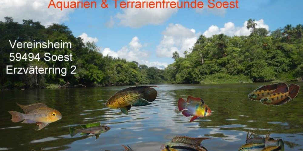 Leider abgesagt – Arbeitskreis Zwergcichliden aus Südamerika – Infotage zusammen mit der Vereinigung für Aquarien- und Terrarienfreunde Soest 1925 e.V