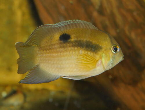 deutsche-cichliden-gesellschaft-dcg-cleithracara-maronii-foto-stefan-pierdzig