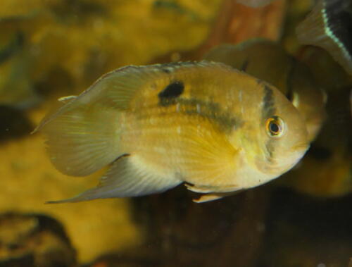 deutsche-cichliden-gesellschaft-dcg-cleithracara-maronii-foto-stefan-pierdzig