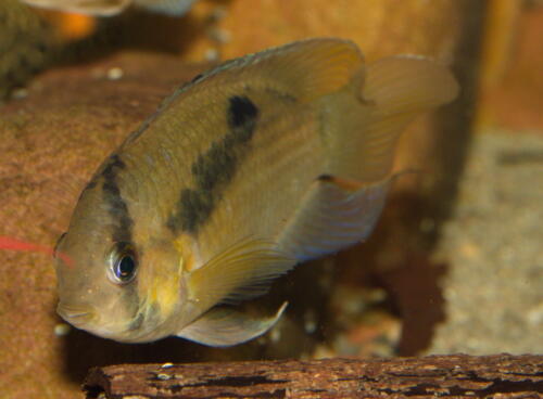 deutsche-cichliden-gesellschaft-dcg-cleithracara-maronii-foto-stefan-pierdzig