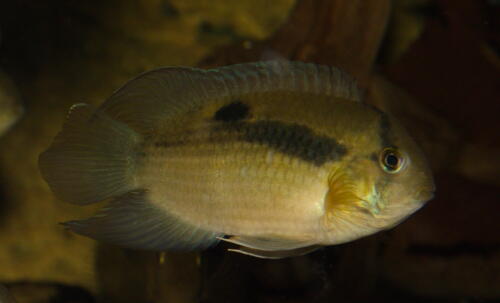 deutsche-cichliden-gesellschaft-dcg-cleithracara-maronii-foto-stefan-pierdzig